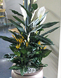 plants